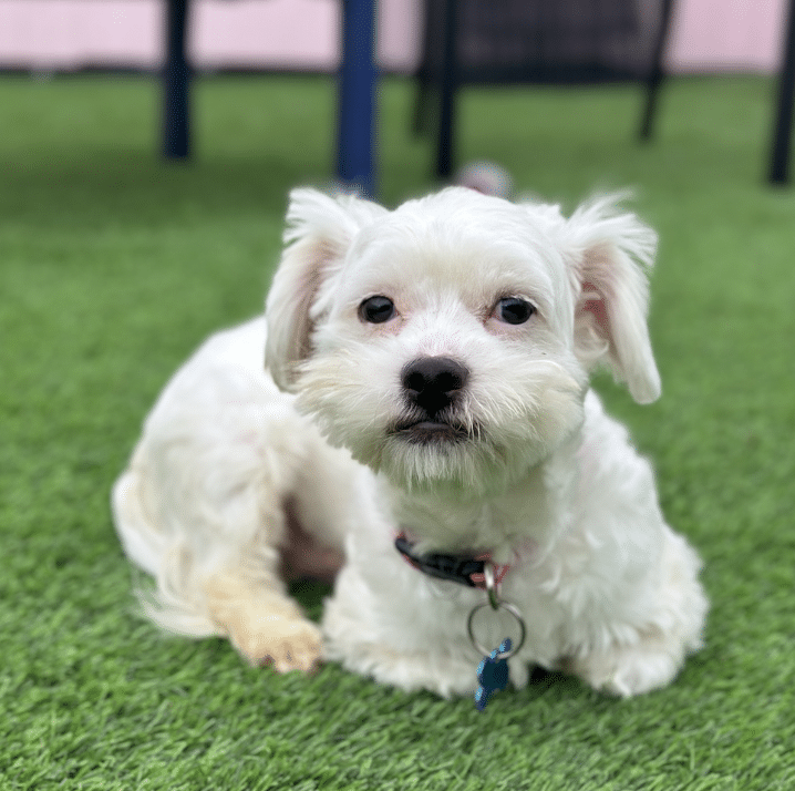 Albert, a white, 12 lbs, 1 yr old maltese mix available for adoption at Vandrerpump Dogs in Los Angeles